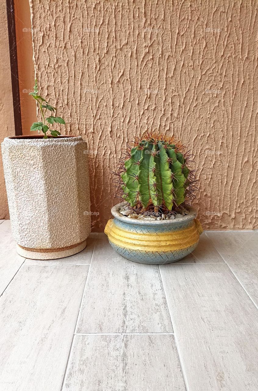 house plants in pots view from the ground