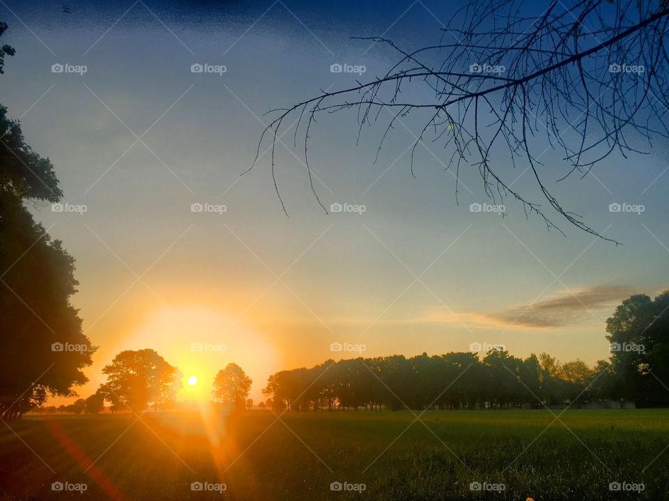 Sunrise and branches 