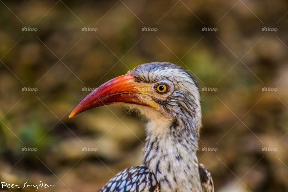 Hornbill with nice yellow eye