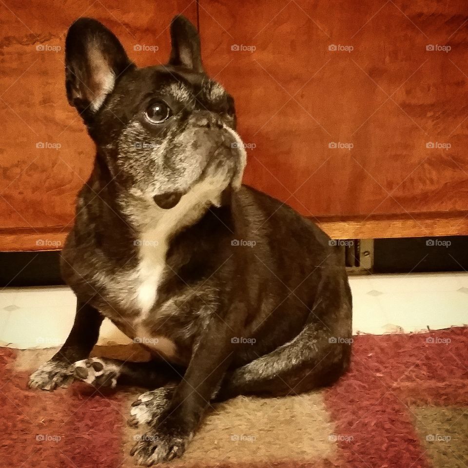 Josie Pot Roast, French Bulldog . Our beloved brindle girl Frenchie, Josie "Pot Roast".