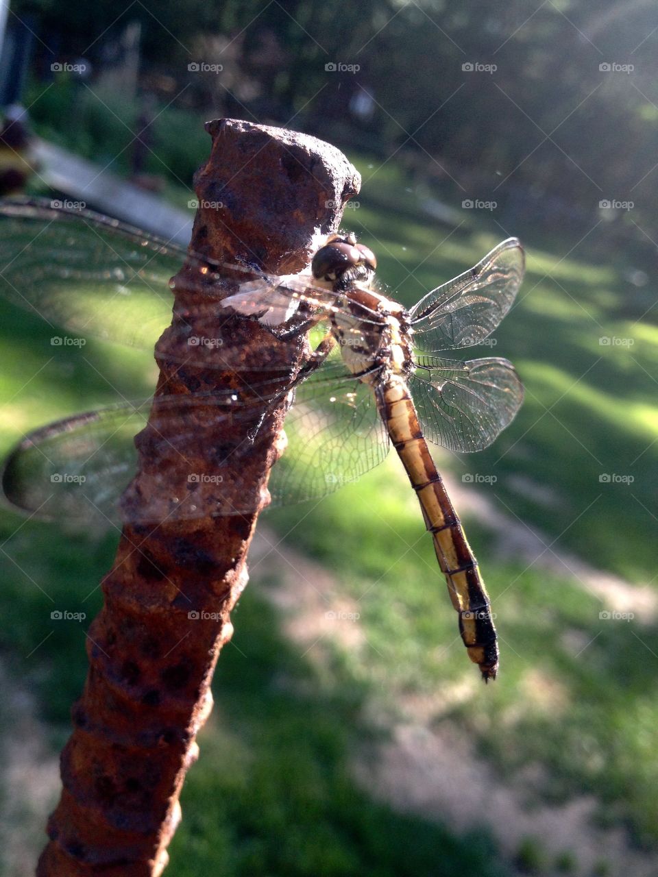 Golden Hour Mission. Last light of day shining on a Golden Dragonfly, eating the last of a white winged moth. IPhone pic used.