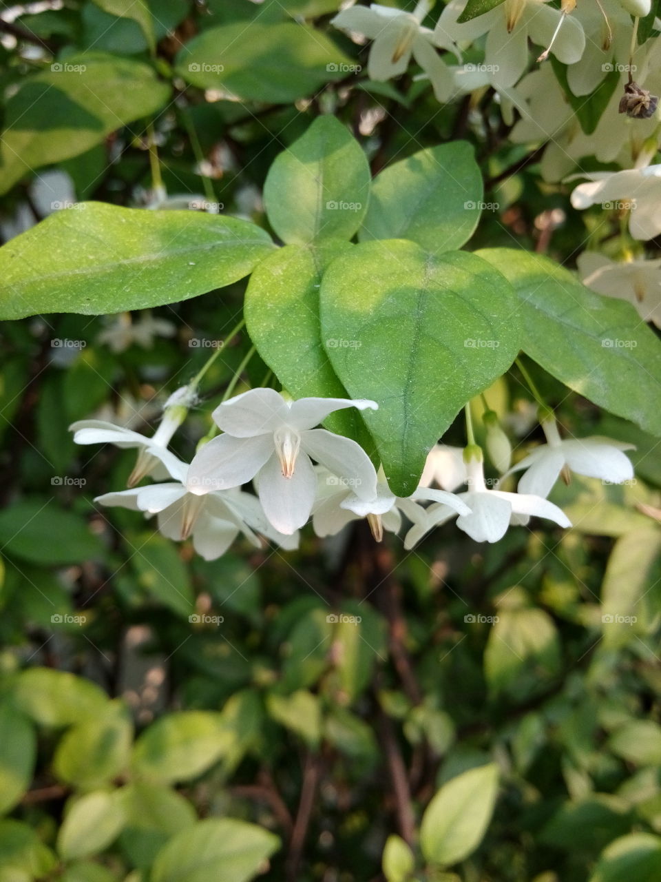 Wrightia religiosa Benth. White flower.Wrightia religiosa Benth