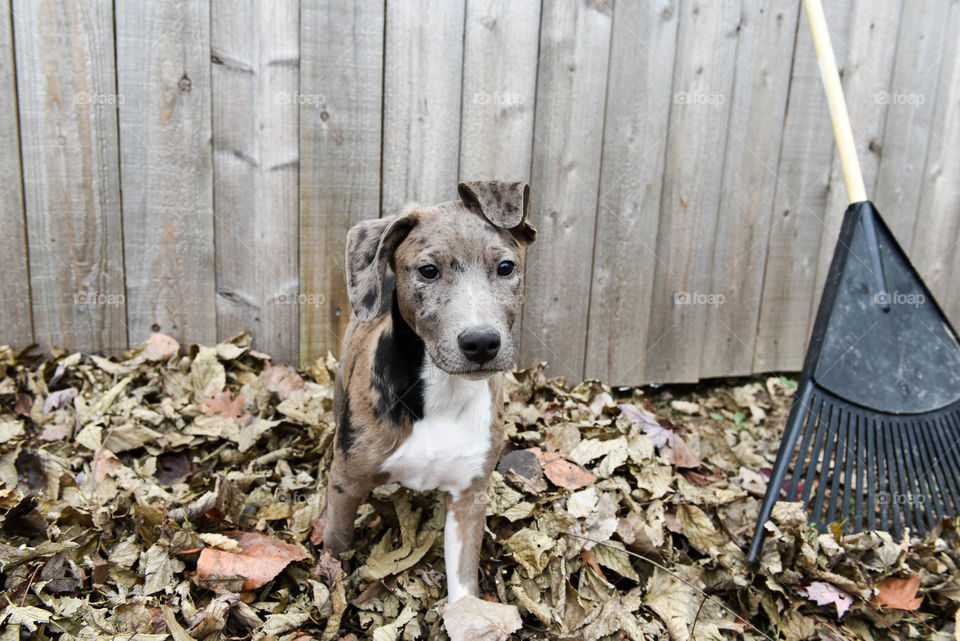 Cute puppy playing in fall leaves outdoors