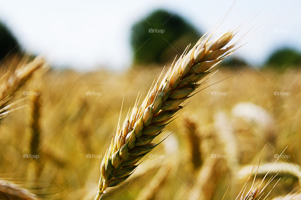 Wheat macro. eat field wheat