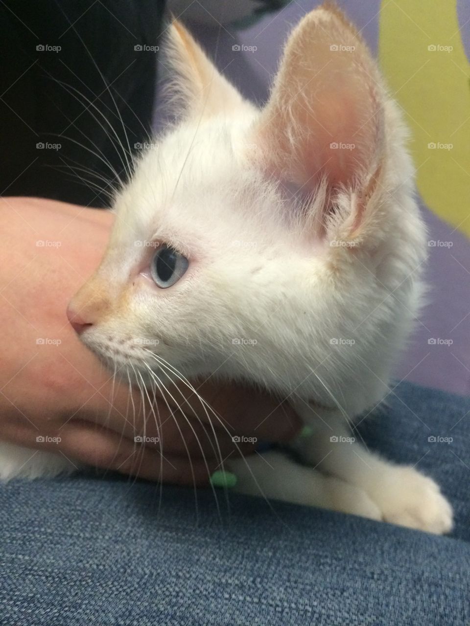 Shelter kitty. Help save animals by adopting one at your local shelter