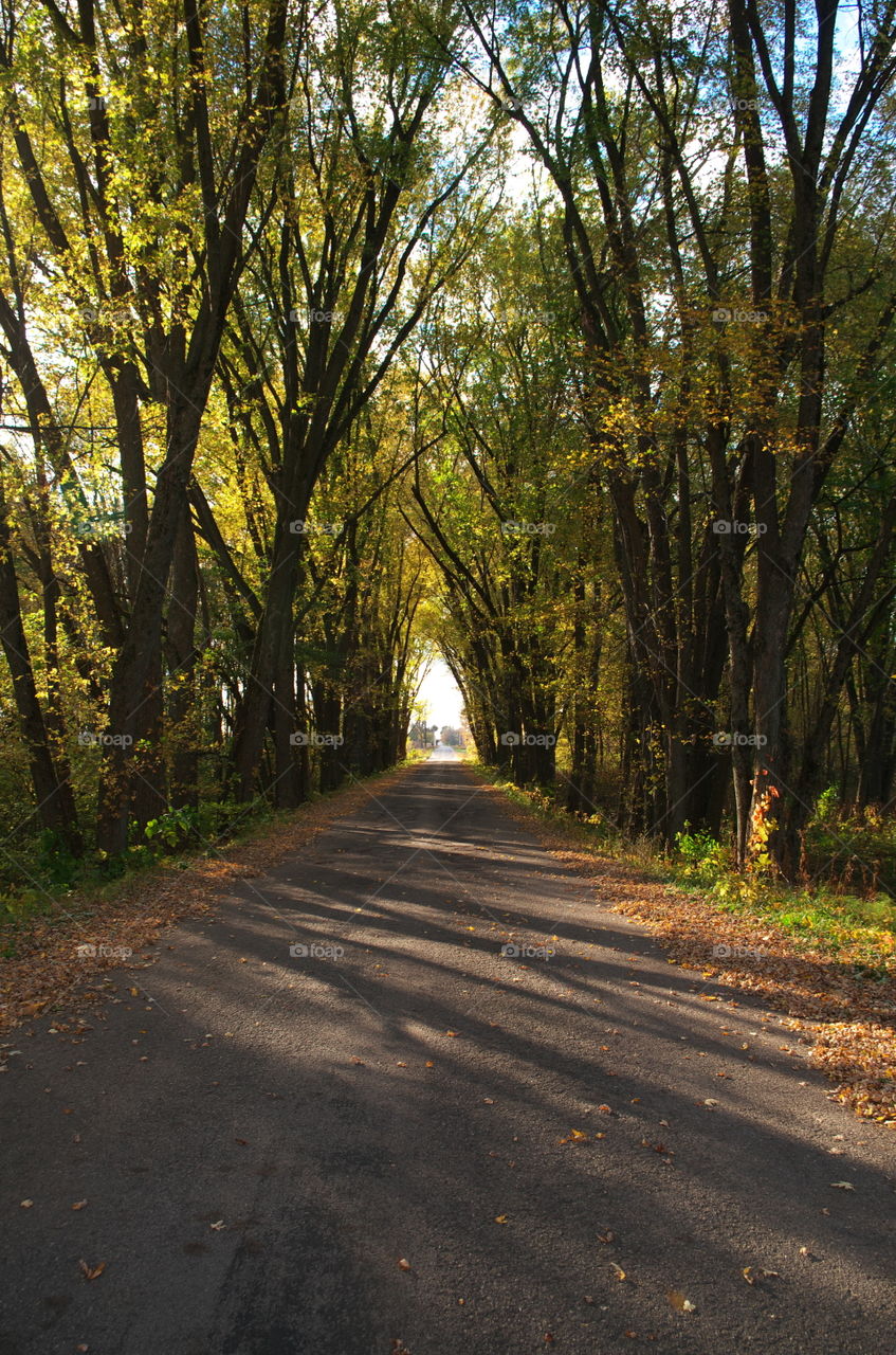 Light through the Forest