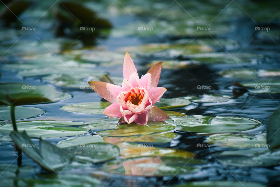 Lotus~ The Nucifera