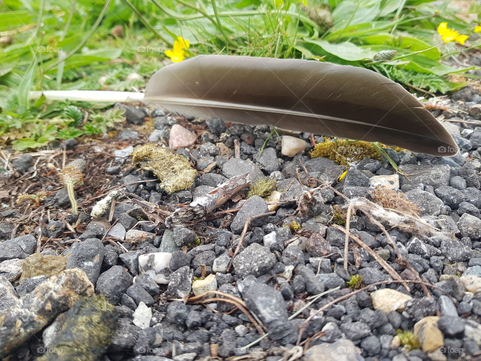 Dark feather of a bird on the ground, small stones and grass. nature, wildlife