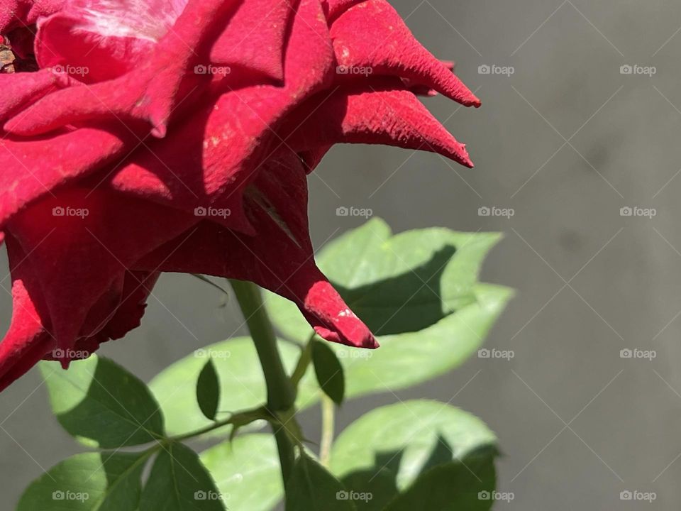 📸Capture the Power of Complementary Colors.