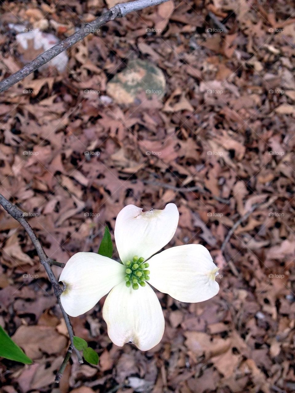 Dogwood bloom