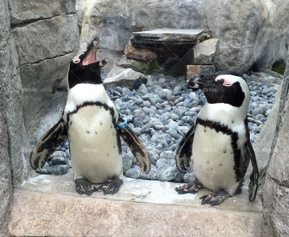 Penguins talking gossip. Zoo in San Diego 