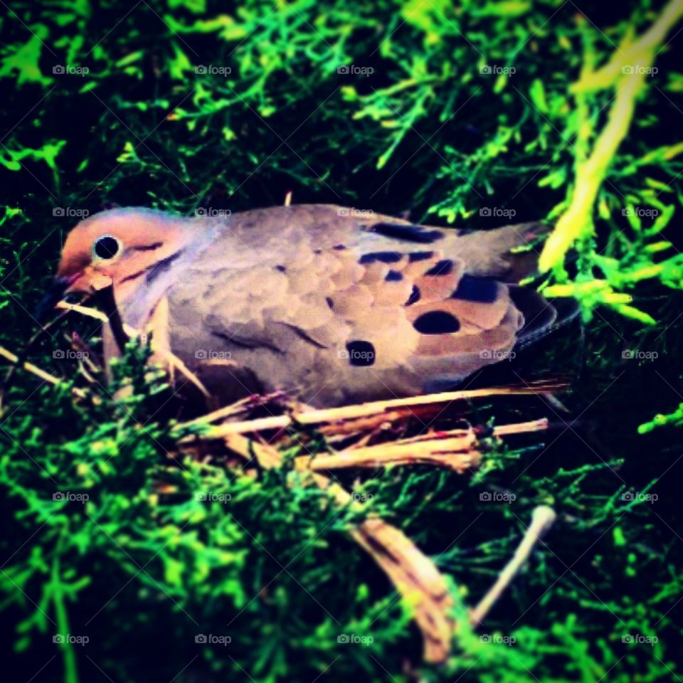 Nature, Bird, Animal, Grass, Wildlife