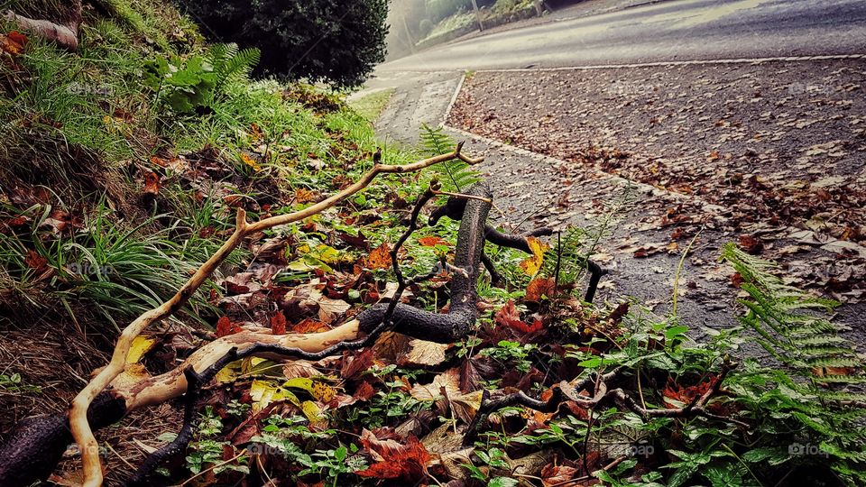 English village road and verge in Autumn