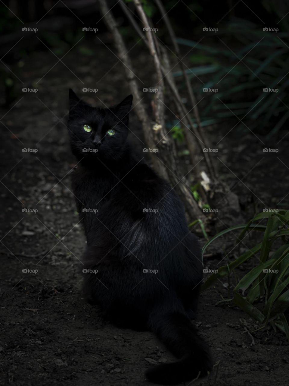 Black cat eyes glowing in the dark 