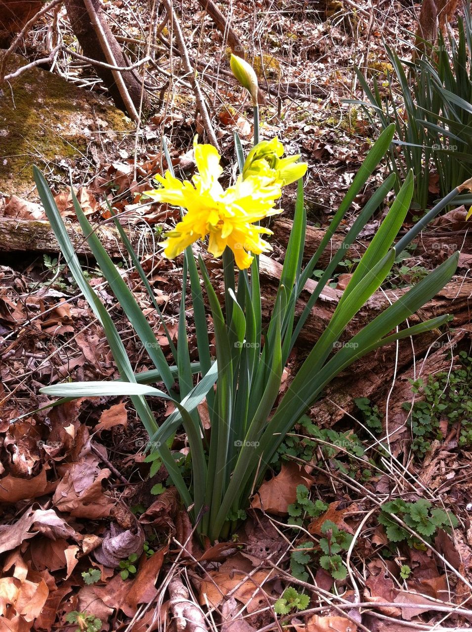 Daffodil in the forest