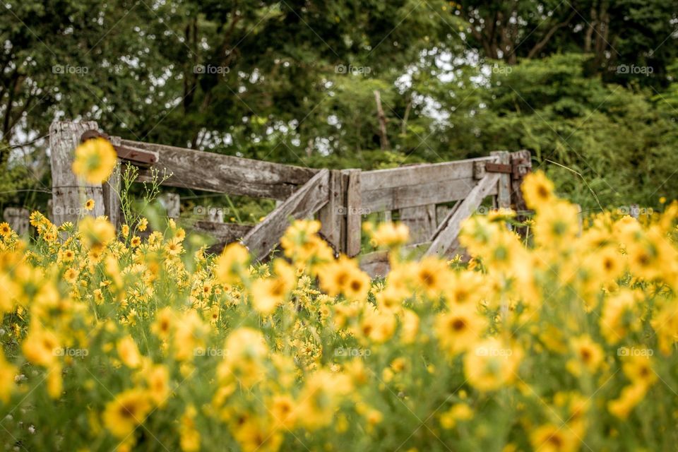 flowers