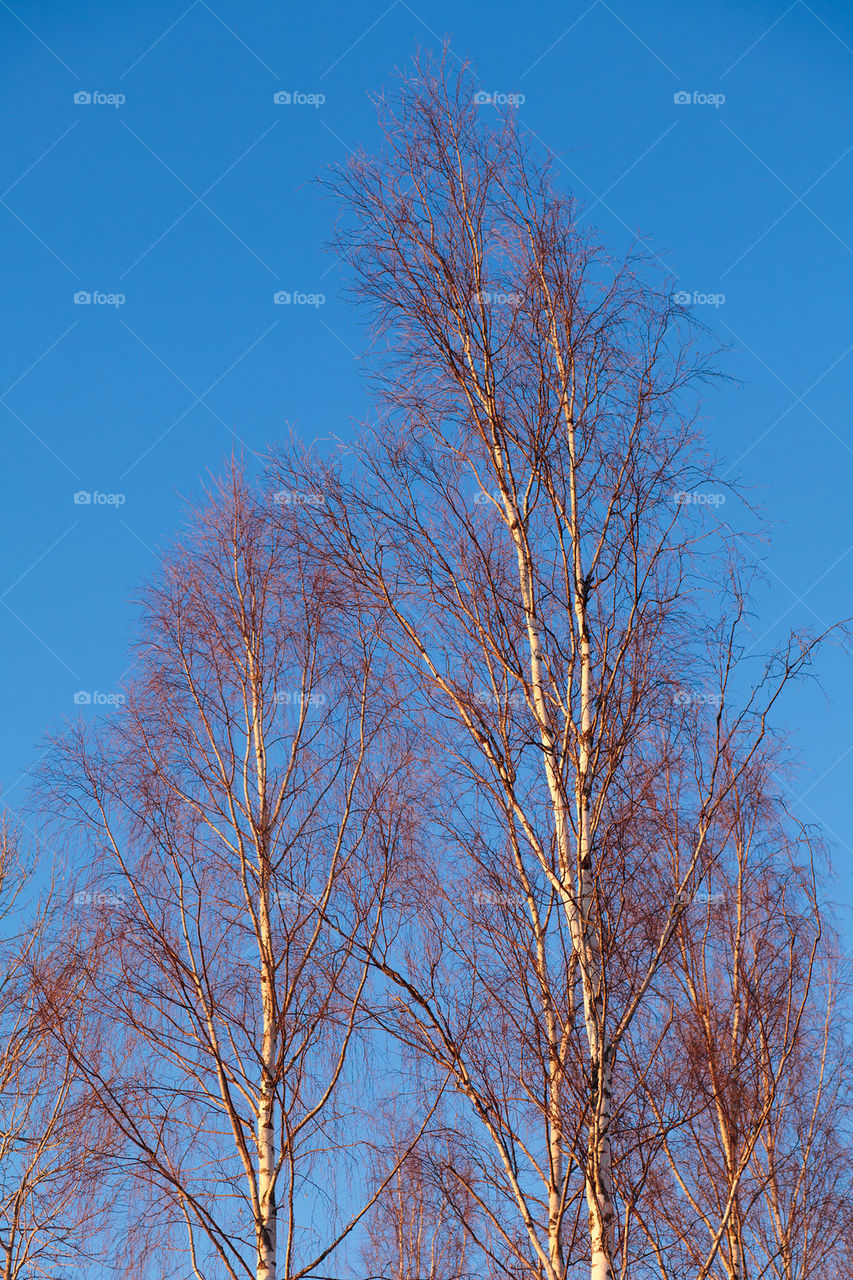 Birches against blue sky on a nice spring day