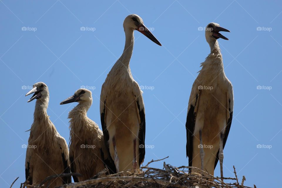 stork family 