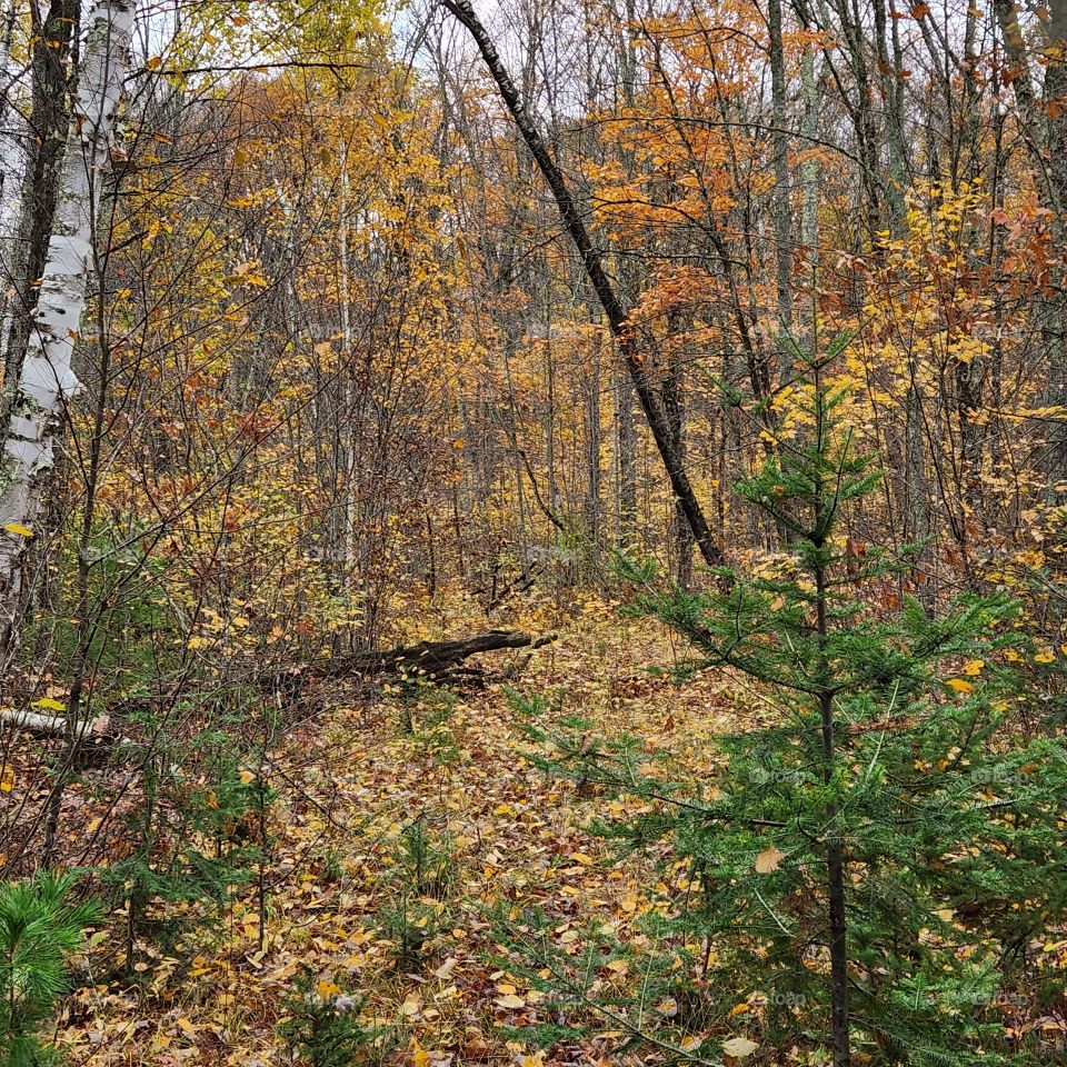 old logging trail in Fall