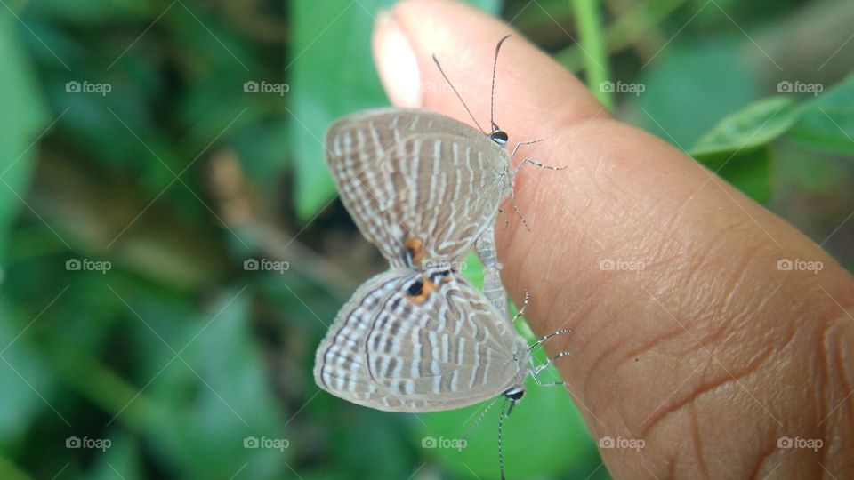 A pair of little butterflies perched on the fingertips
