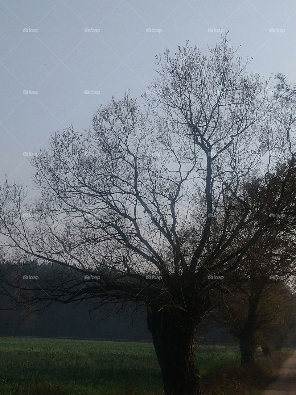 Typical polish nature