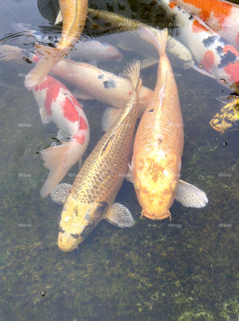 Carps are in every little lake in Japan
