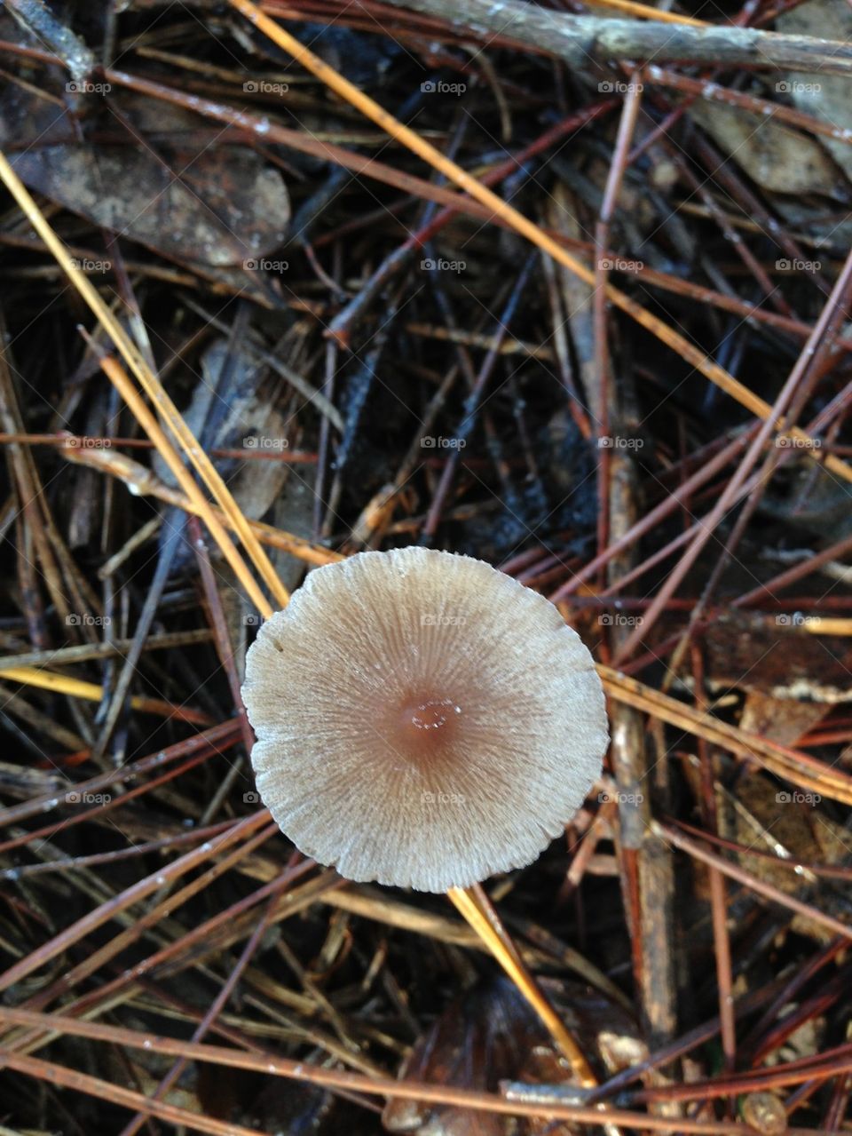 Mushroom