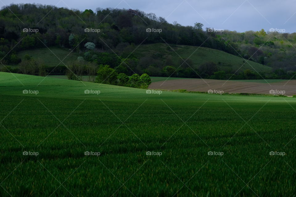 Golf, Landscape, No Person, Agriculture, Cropland