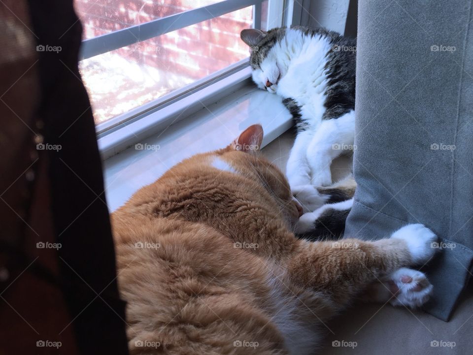 Two cats sleeping 