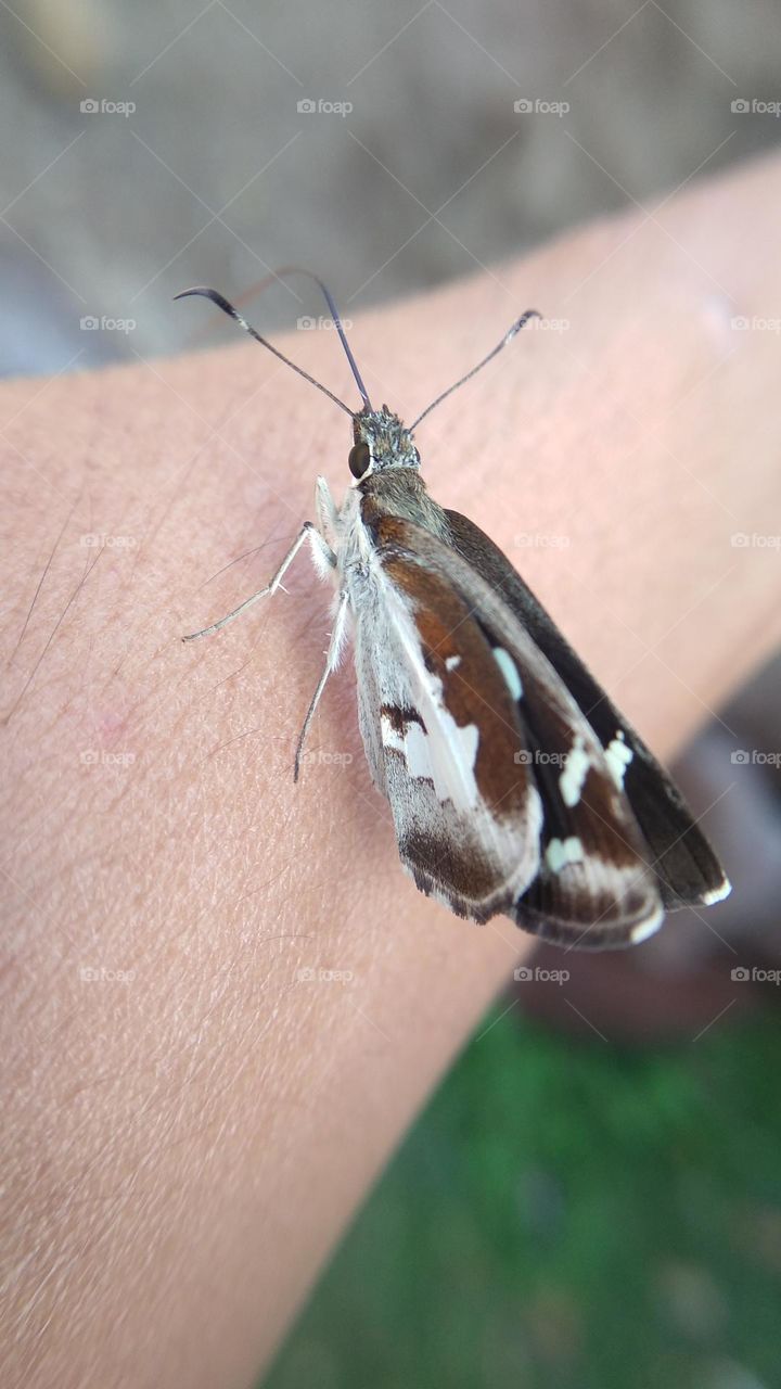 beautiful little butterfly perched on white hand