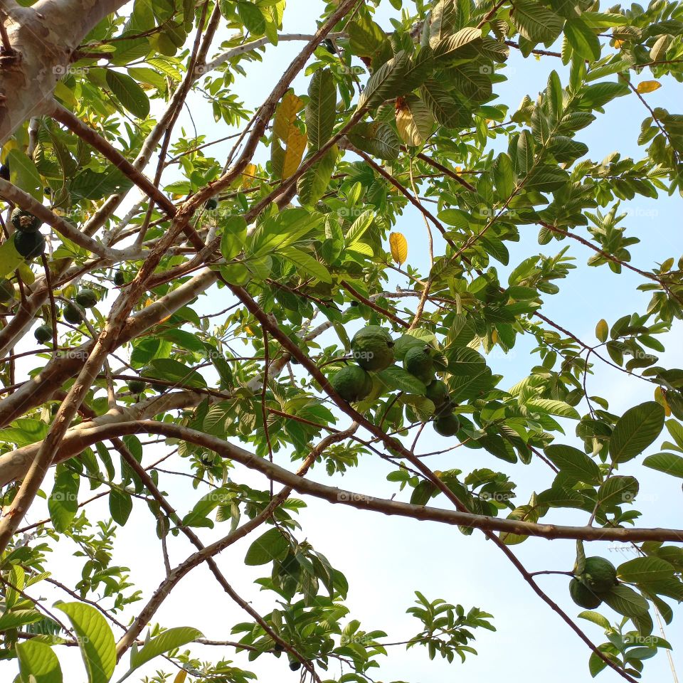 A guava tree that is bearing lots of fruit