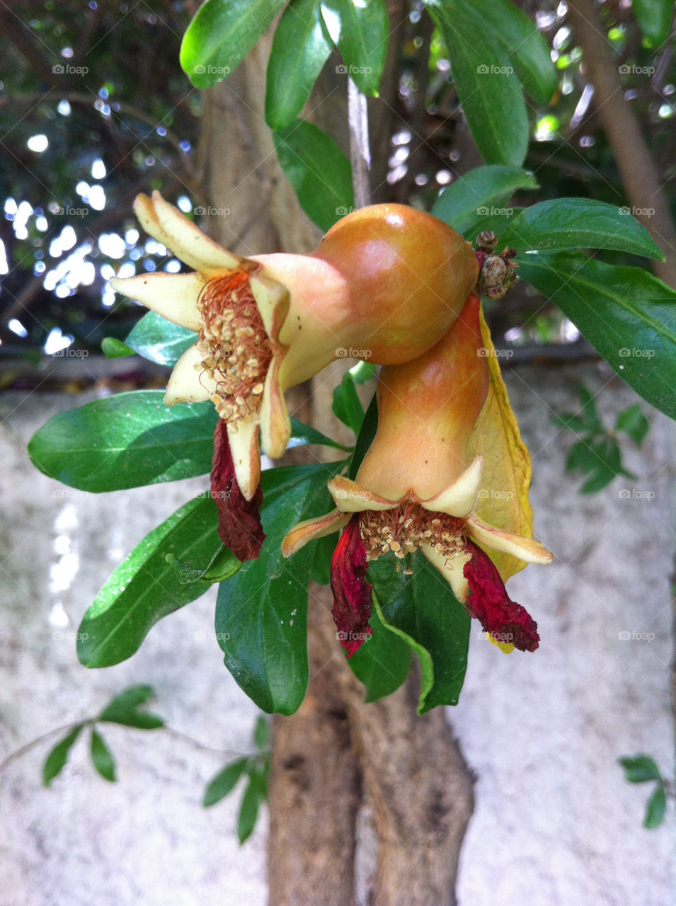 pomegranate grenade רימון עץ by shanitamari