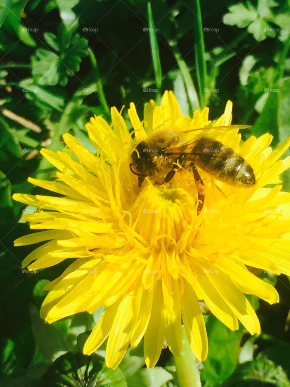 Bee enjoys flower