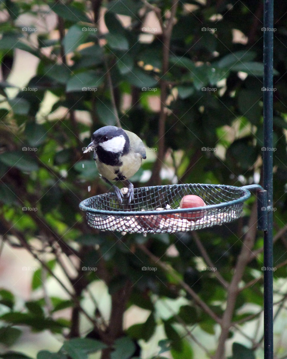 Great Tit