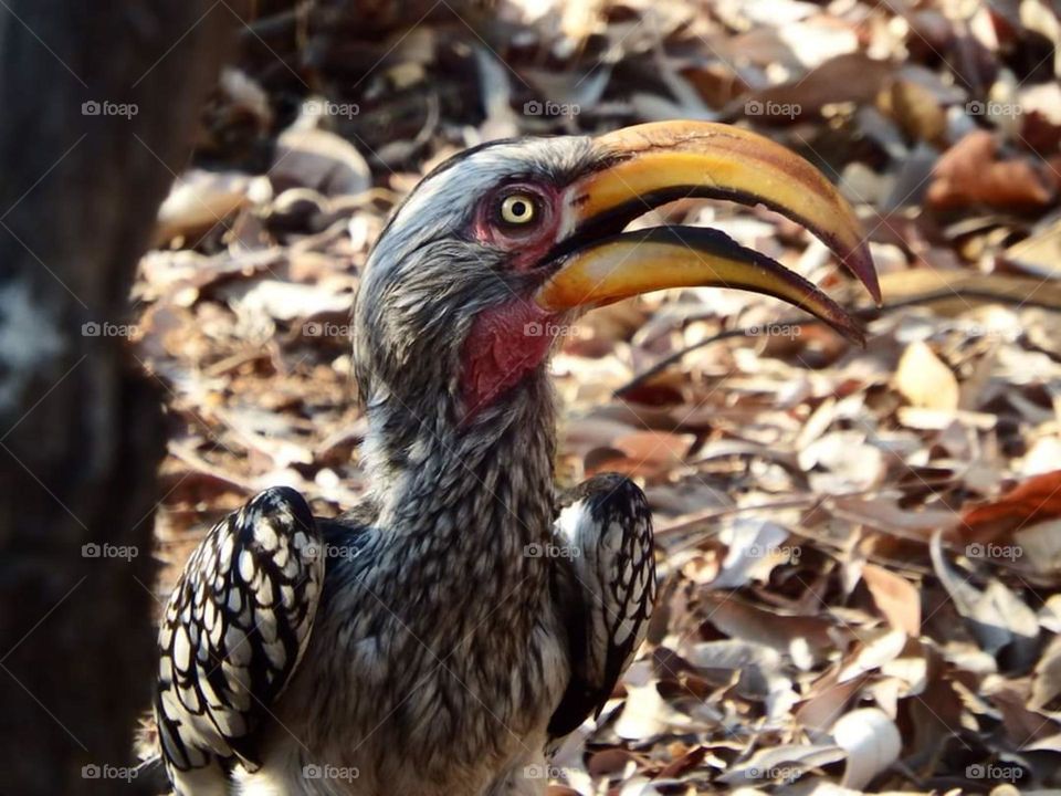 yellow beeck hornbill