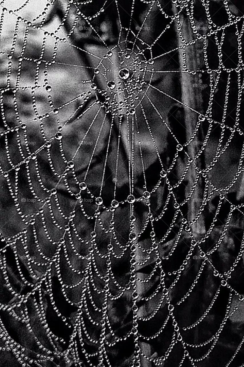 Spiderweb 