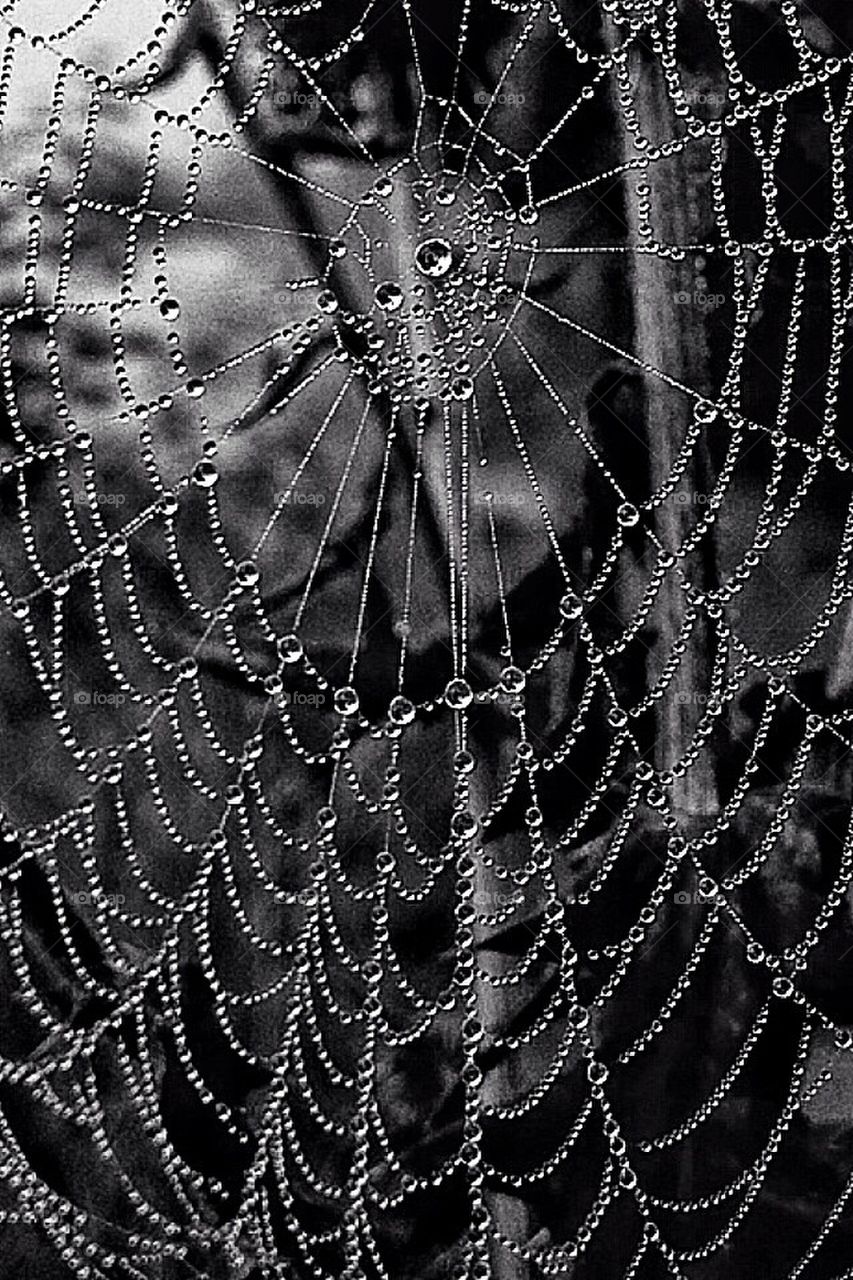 Spiderweb 