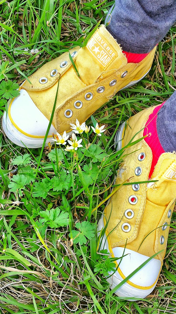 yellow shoes standing in yellow wildflowers