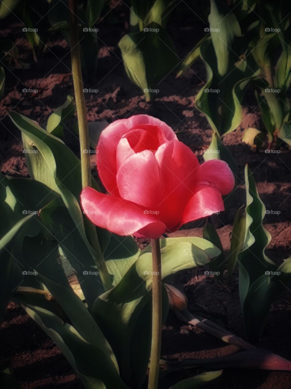 Nature green plant flower beauty