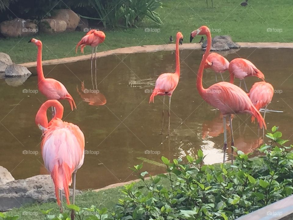 Flamingo Flock