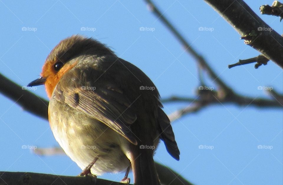 Robin sat perched in a apple tree