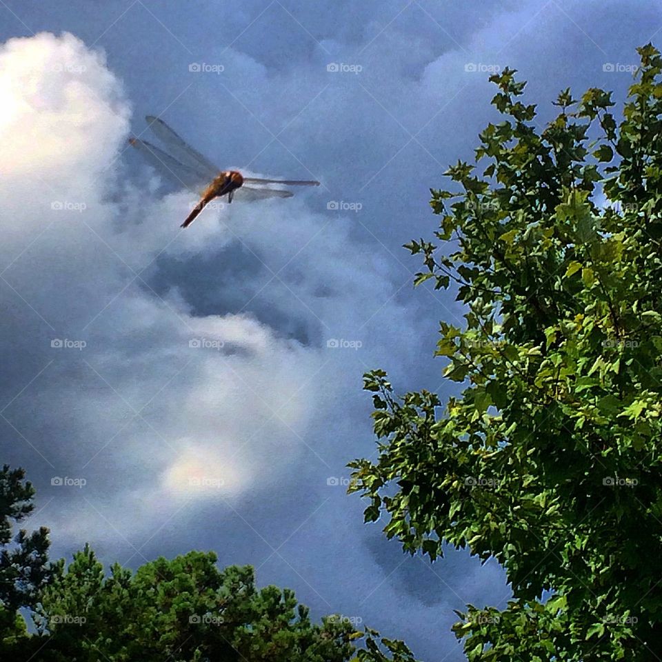 Dragonfly in the Clouds