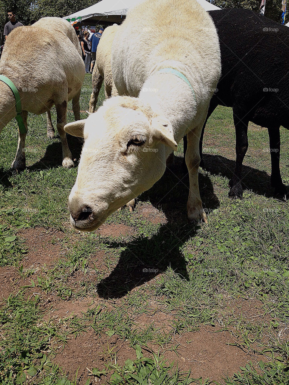 animal farm sheep graze by mrpicasso2