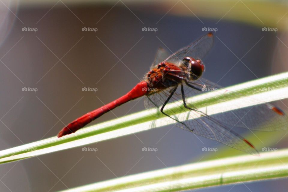 Red dragonfly