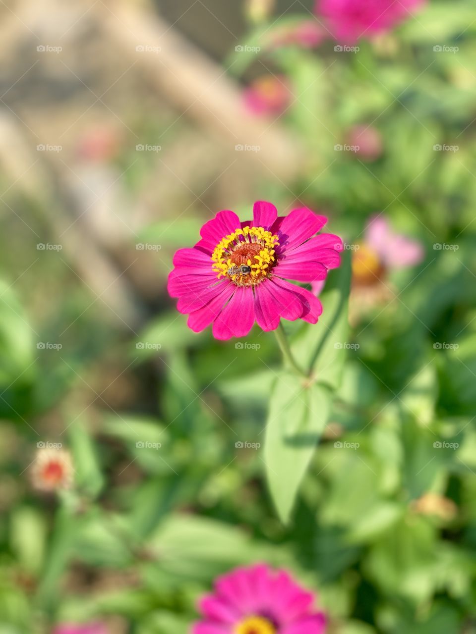 pink flower