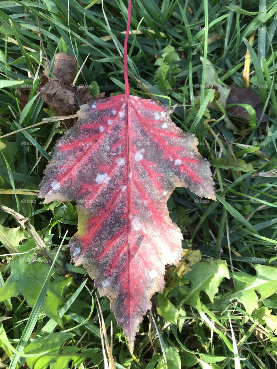 Autumn red leaf