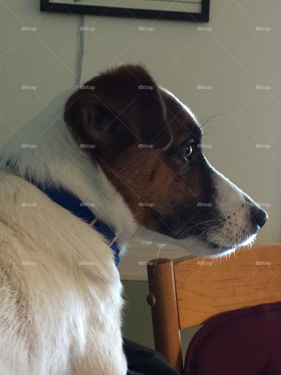 Watching the squirrels 