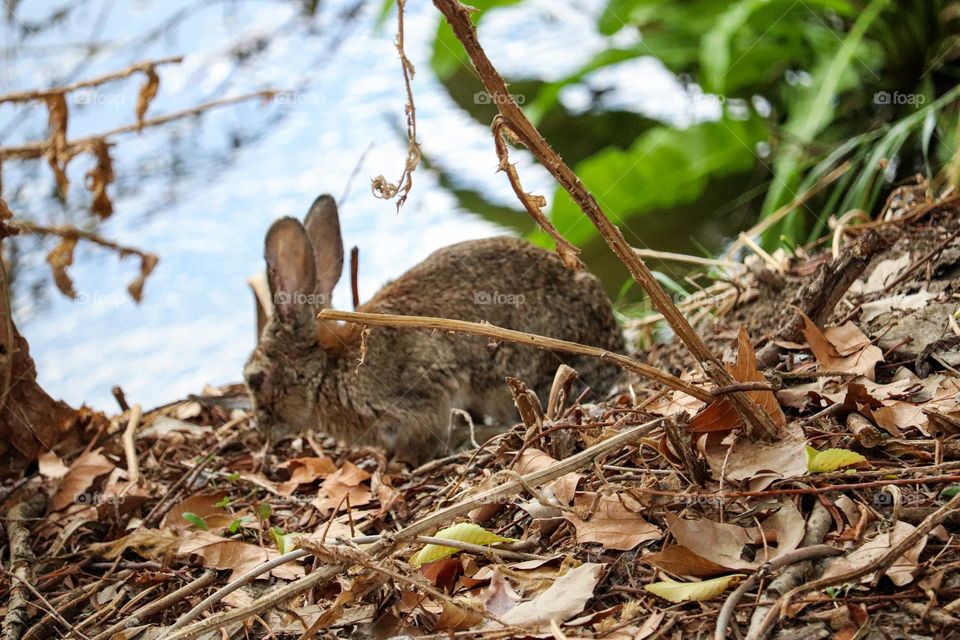 A wild rabbit in a wooded part of the city of Madrid