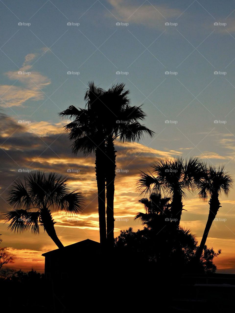 Sunset and the palm trees - It is almost impossible to watch a sunset and not dream. When the sunset and the twilight inter-mingle, hues are bent, and I can sit and watch the shadows with my heart content