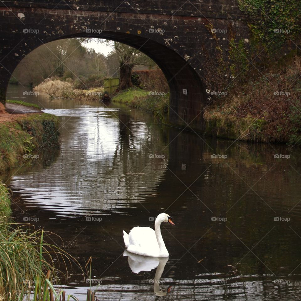 swan n arch